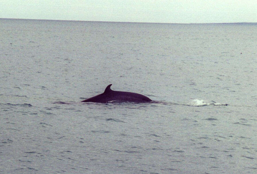 Image de Baleinoptère à museau pointu