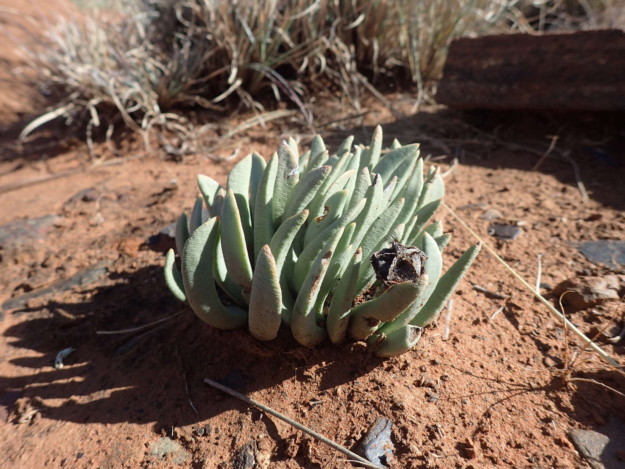 Image of Hereroa wilmaniae L. Bol.