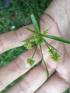 صورة Cyperus croceus Vahl