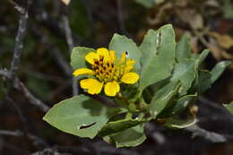 Sivun Encelia densifolia C. Clark & D. W. Kyhos kuva