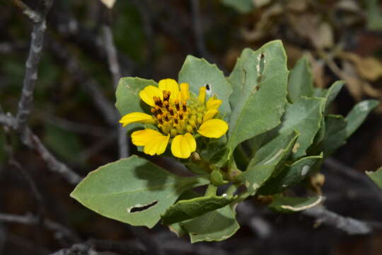 Image of Encelia densifolia C. Clark & D. W. Kyhos