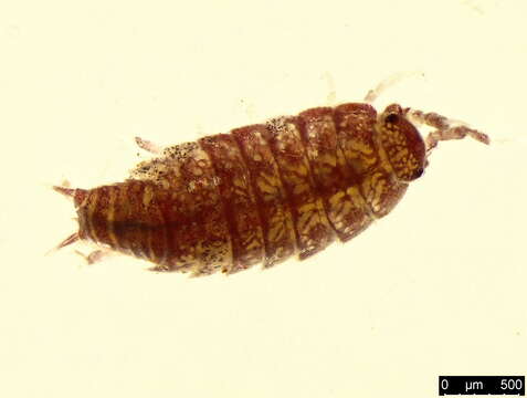 Image of common pygmy woodlouse