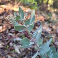 Image of hoary manzanita