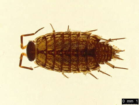 Image of Philoscia Latreille 1804