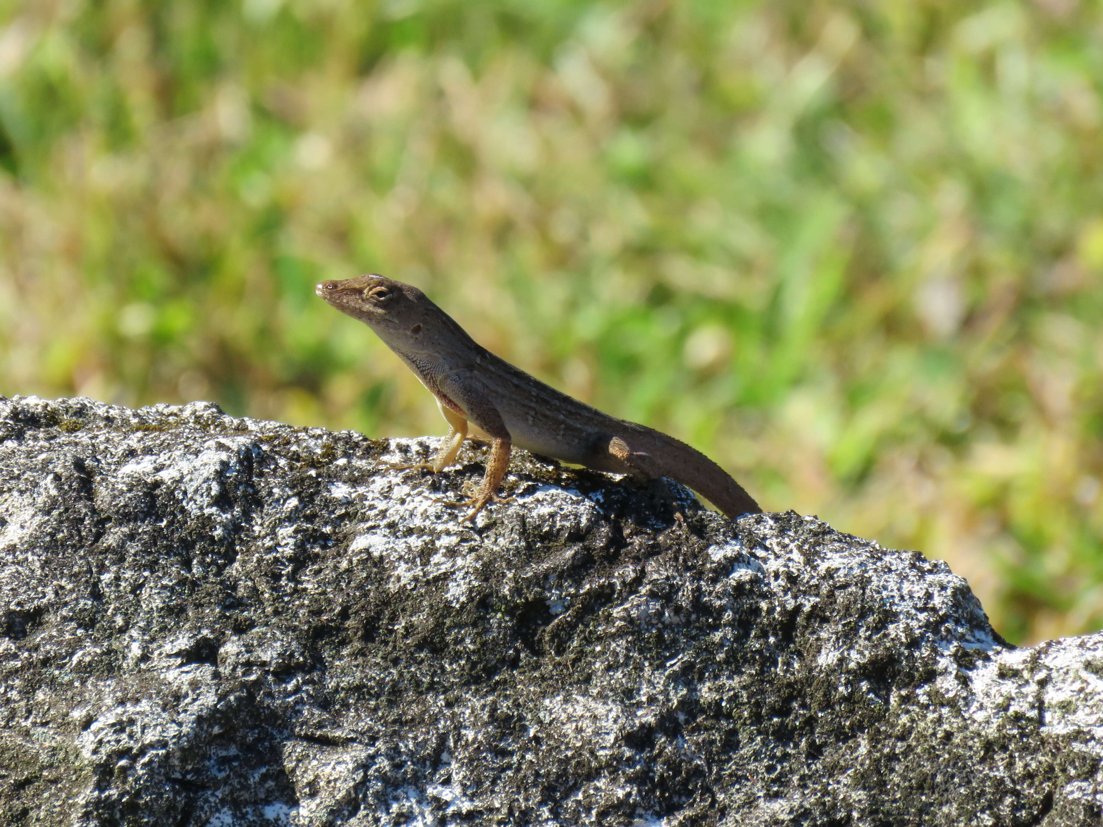 Image of Bahaman brown anole