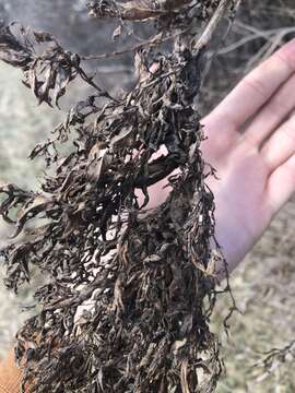 Image of Honeysuckle witches' broom aphid