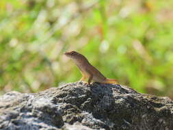 Image of Bahaman brown anole