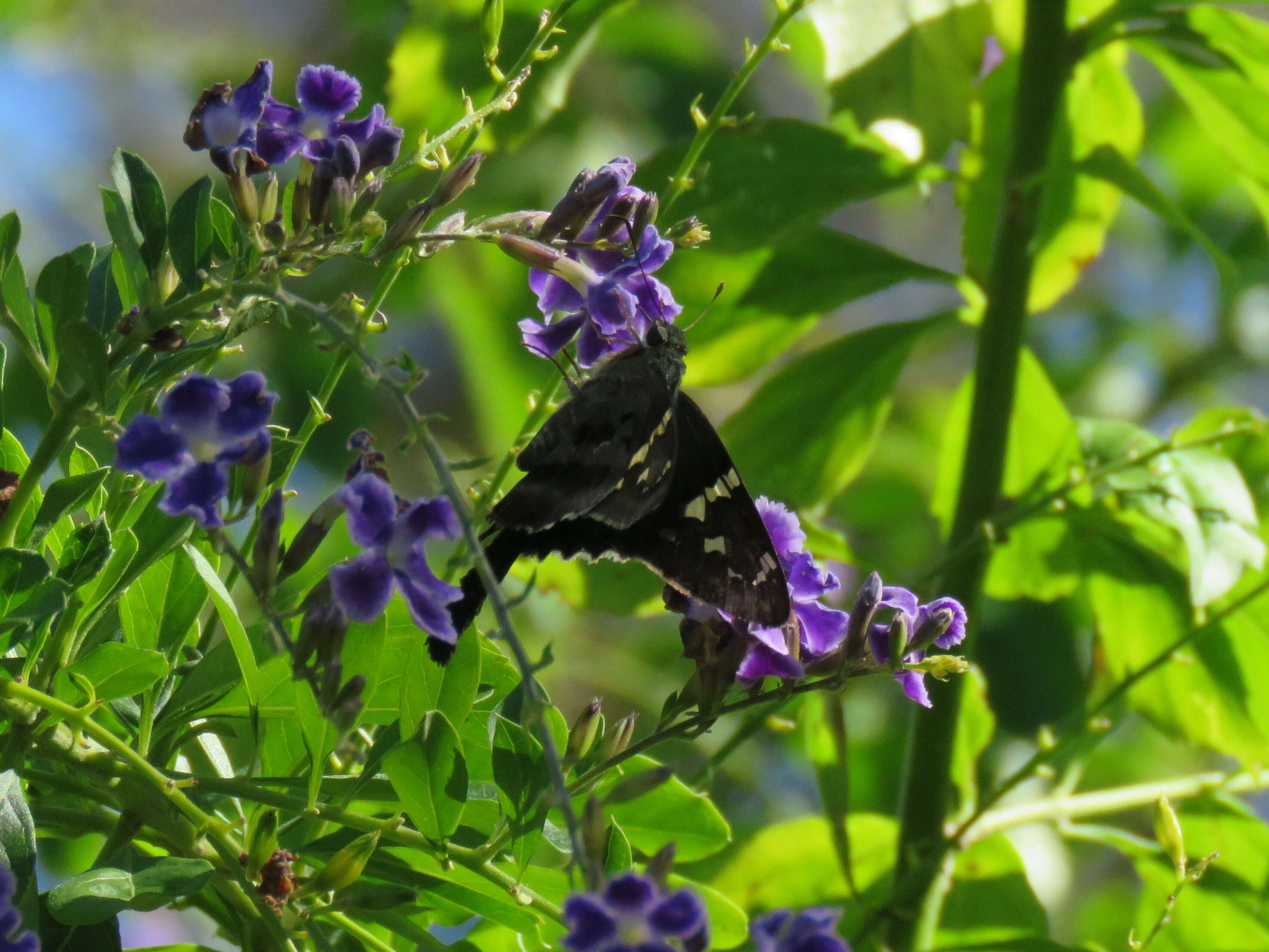 Image of Long-tailed Skipper