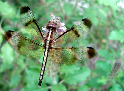 Image of Pied Paddy Skimmer