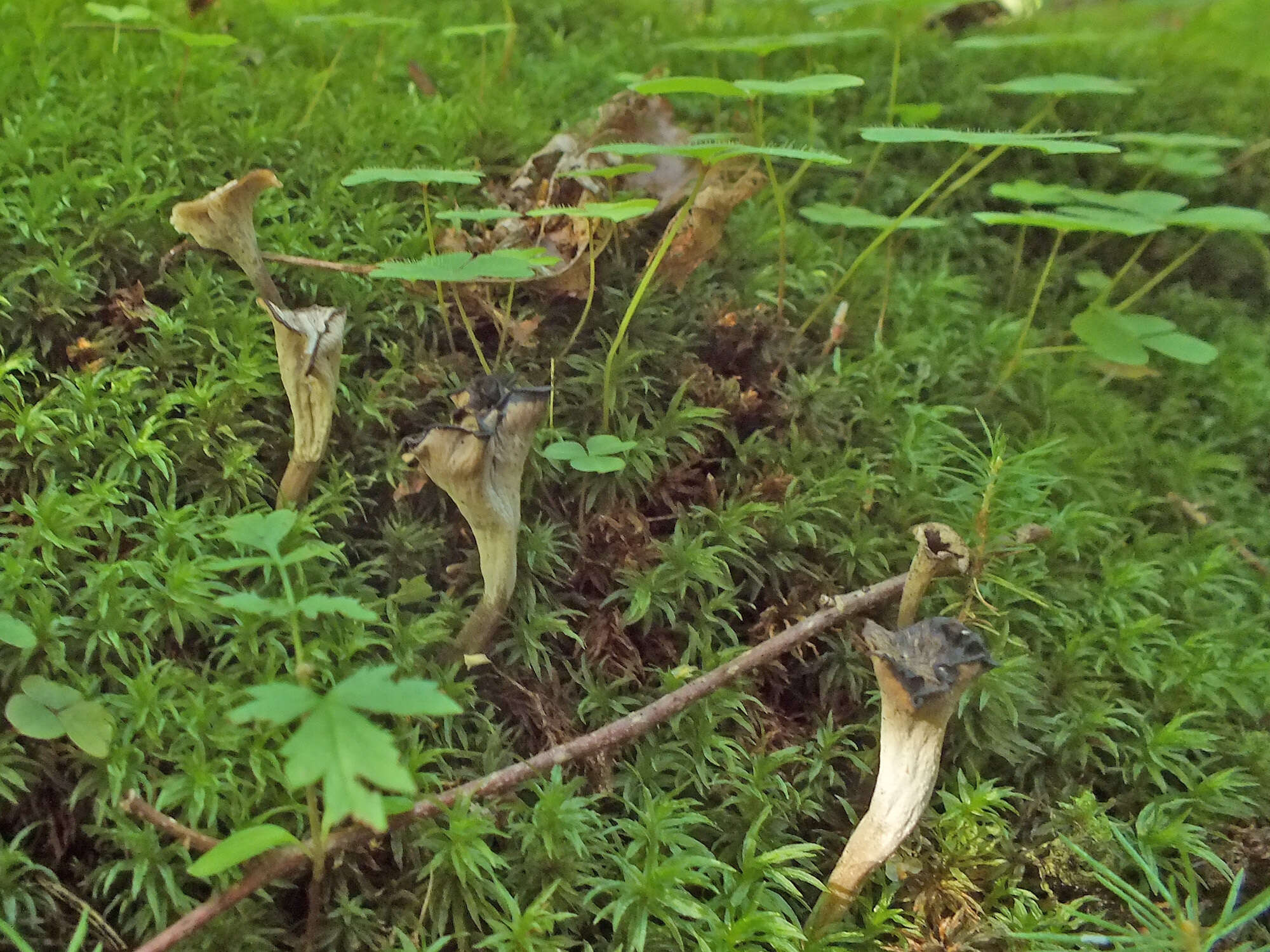 Plancia ëd Craterellus undulatus