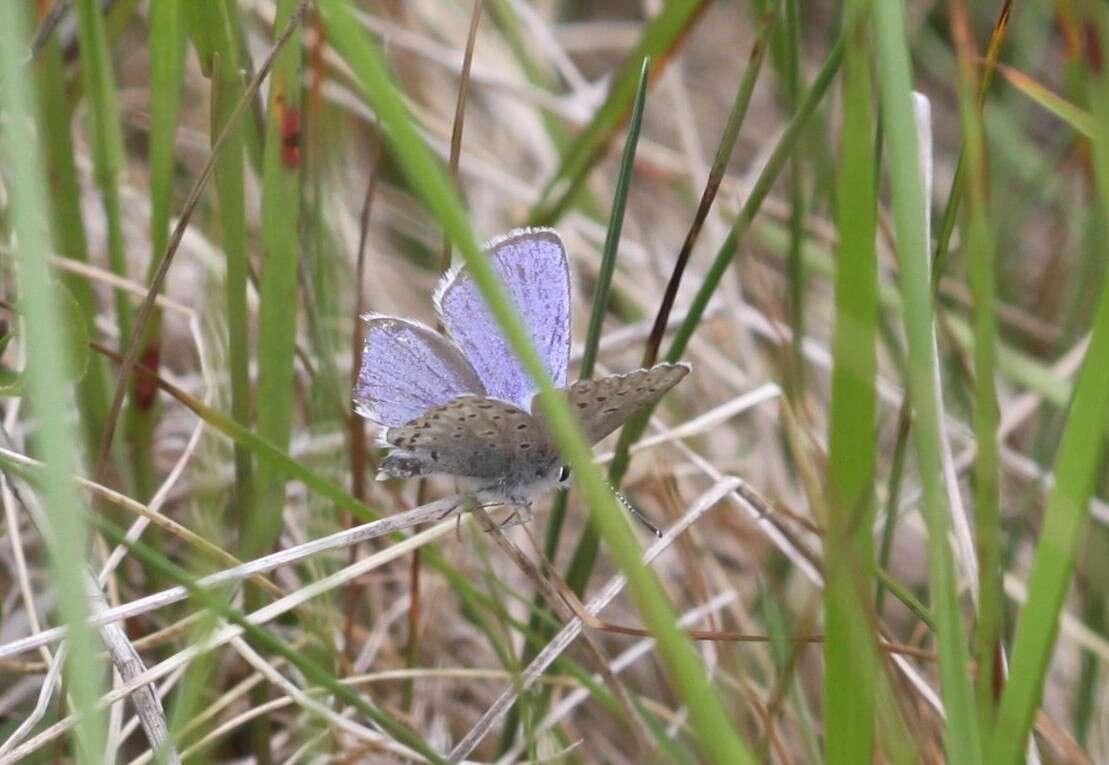 Image of <i>Plebejus idas empetri</i> T. Freeman 1938