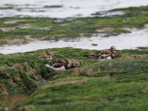 Image of Ruddy Turnstone