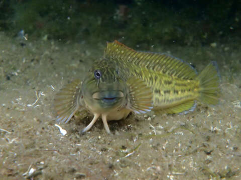 Image of Rock-pool Blenny