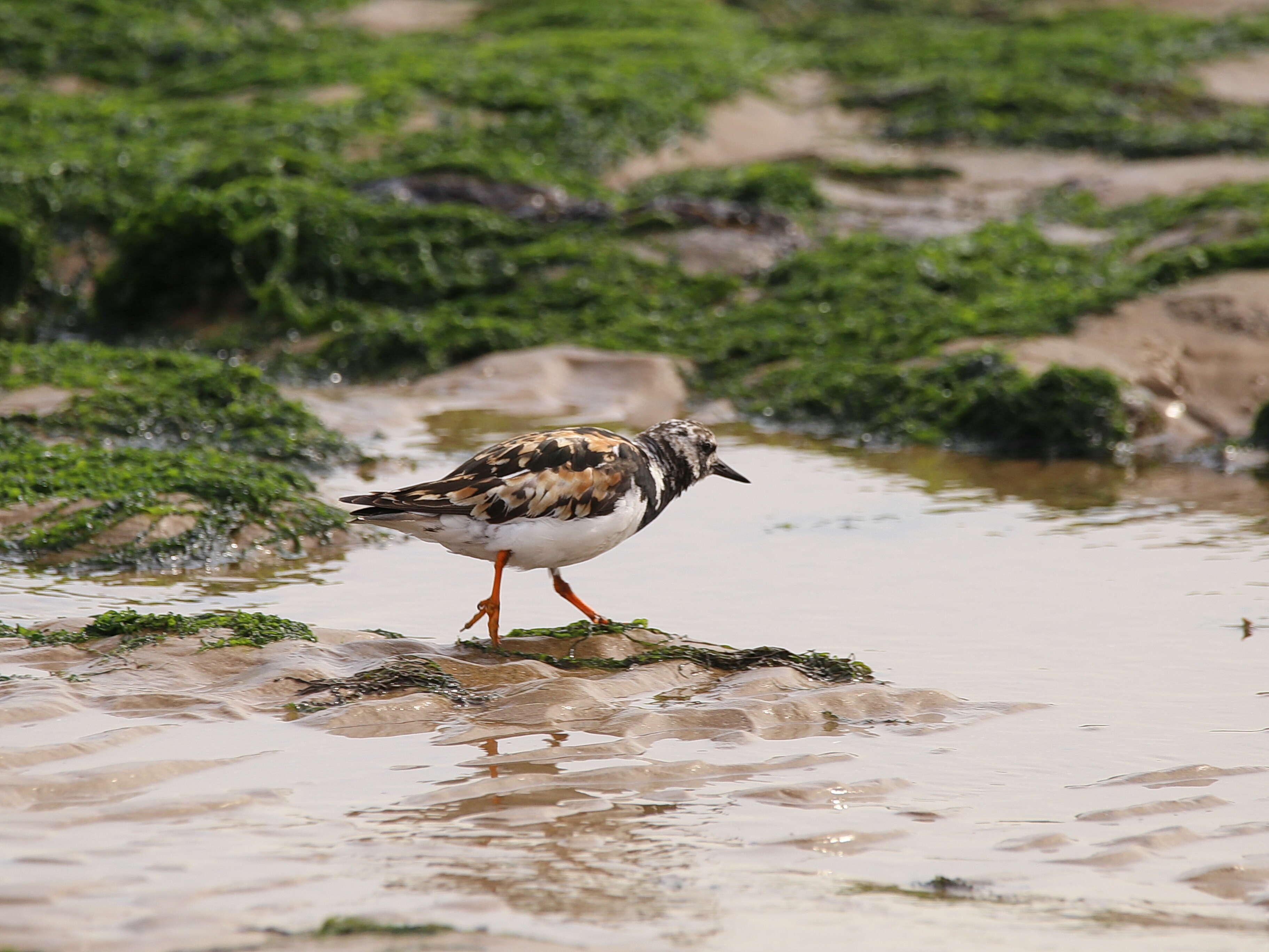 Image of Ruddy Turnstone