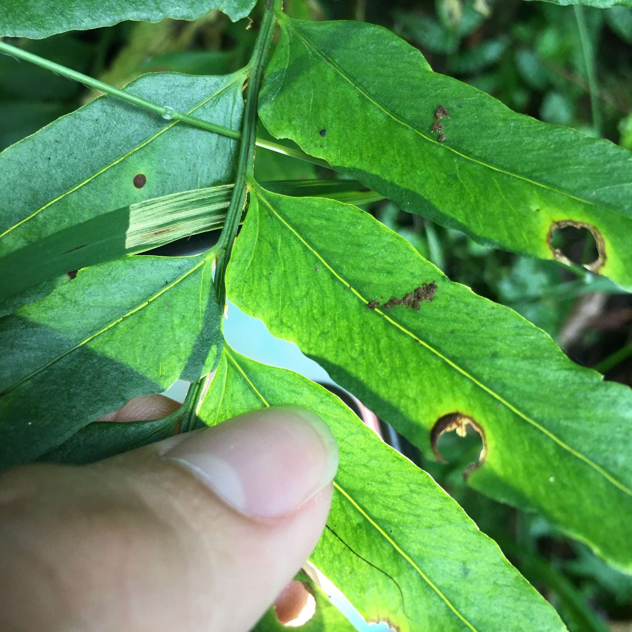 Image of Polystichum integripinnum Hayata