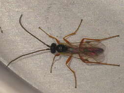 Image of ichneumon wasps