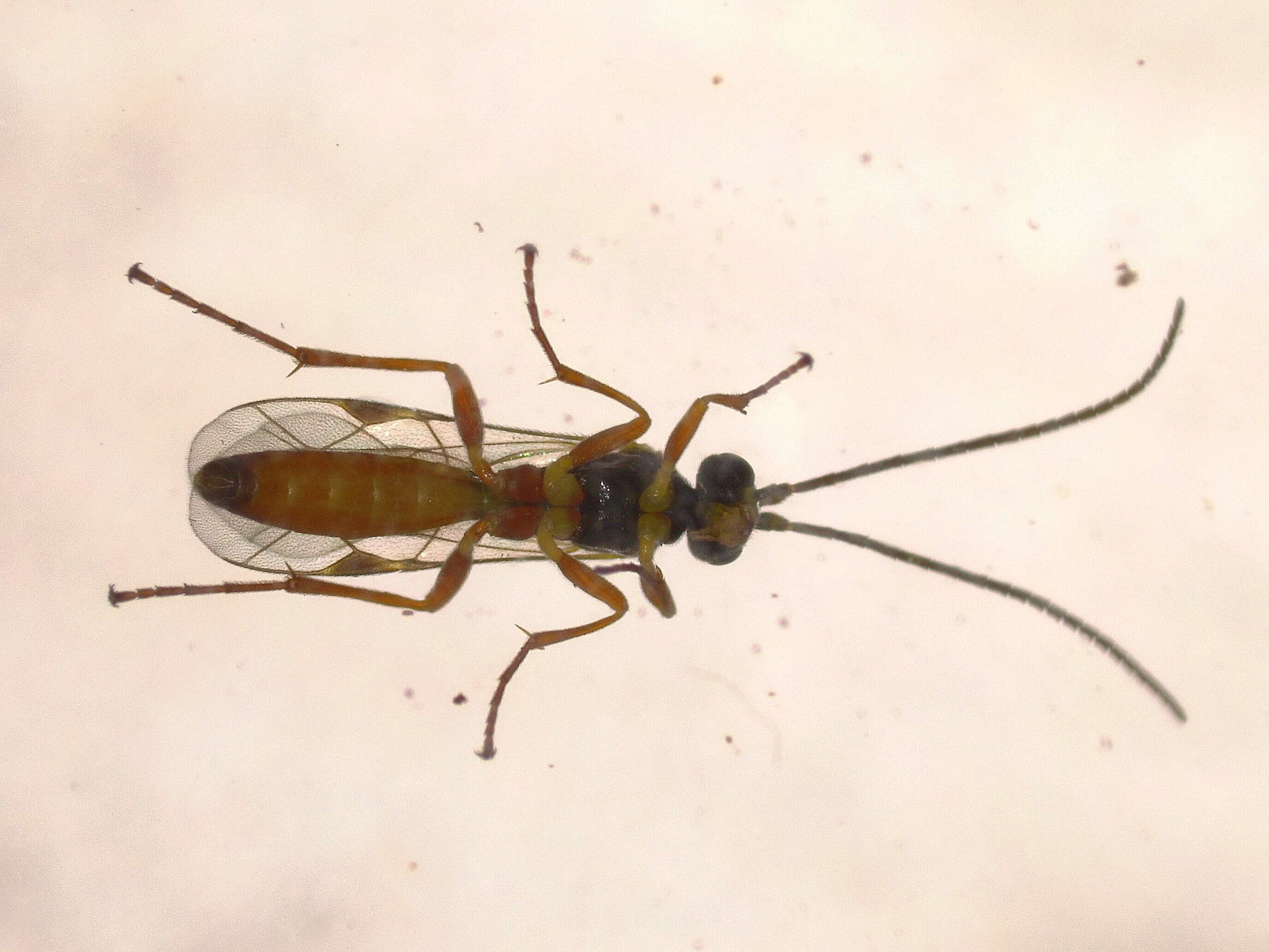 Image of ichneumon wasps