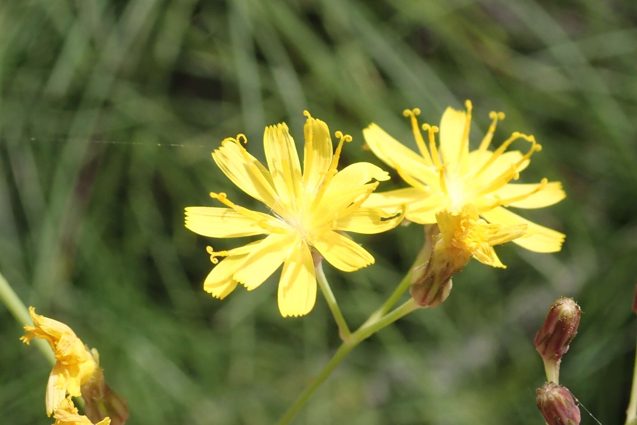 Image of Sonchus capillaris Svent.