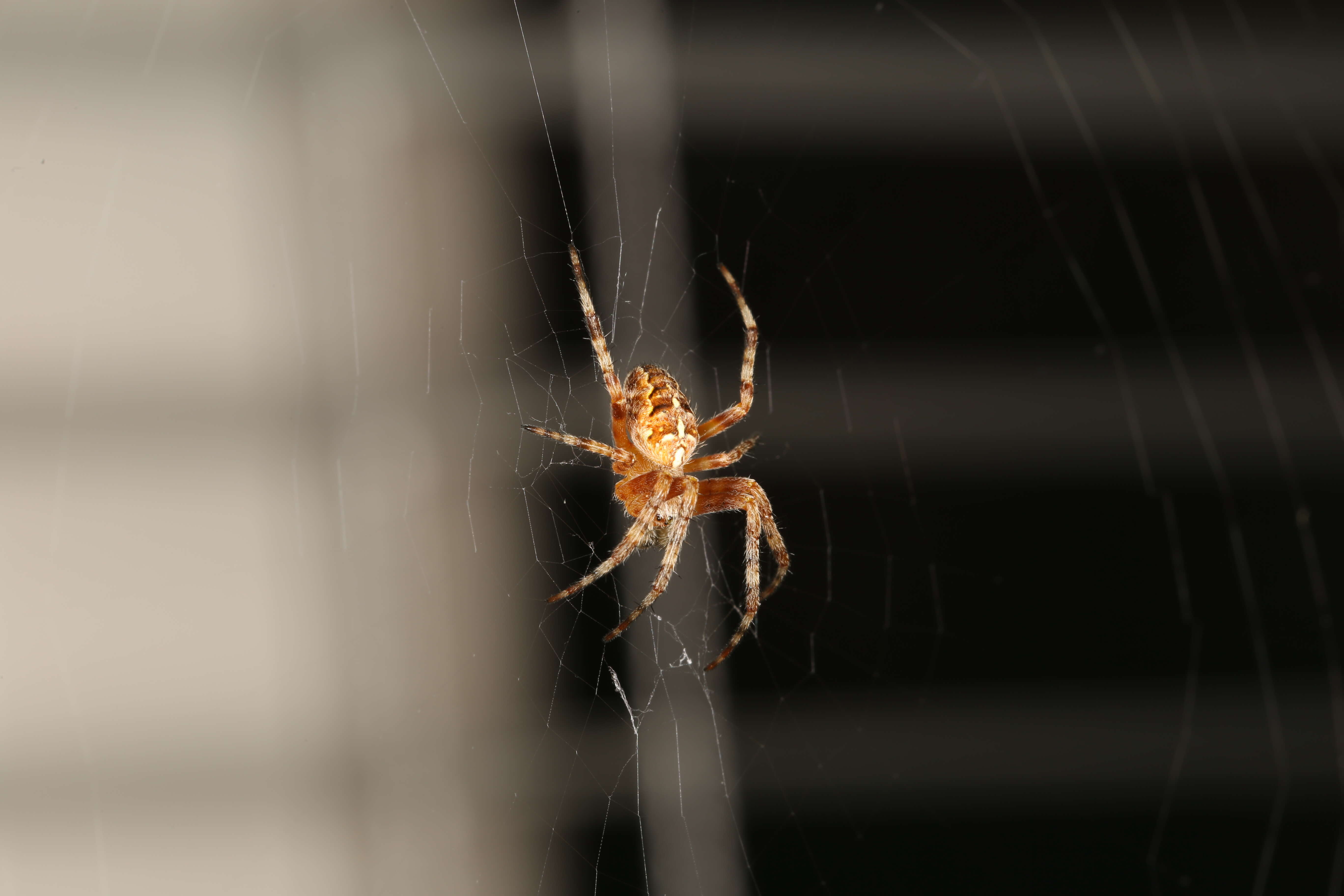 Image of Garden spider