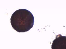 Image of Elaphomyces verruculosus Castellano 2012