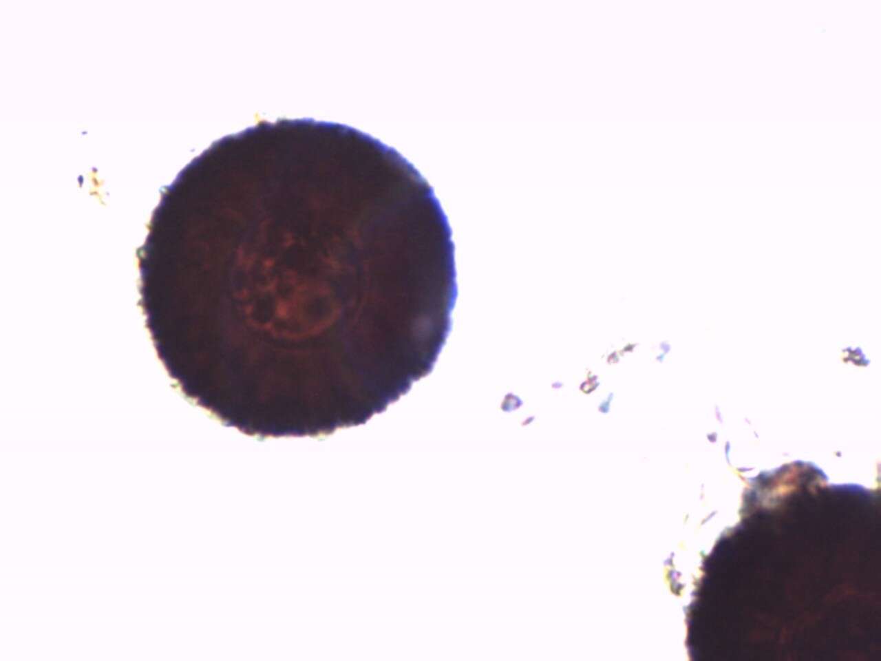 Image of Elaphomyces verruculosus Castellano 2012