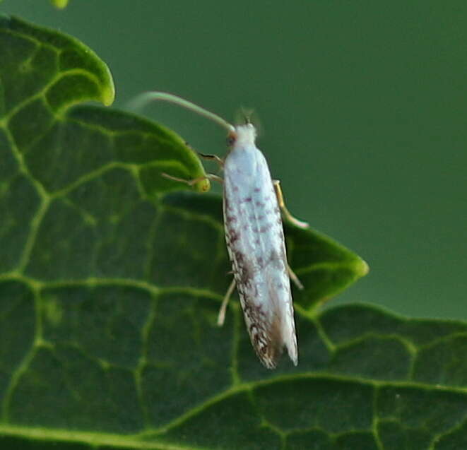 Imagem de Argyresthia retinella Zeller 1839