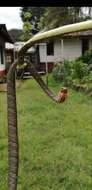 Image of Usambara vine snake