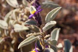 Image of Solanum centrale J. M. Black