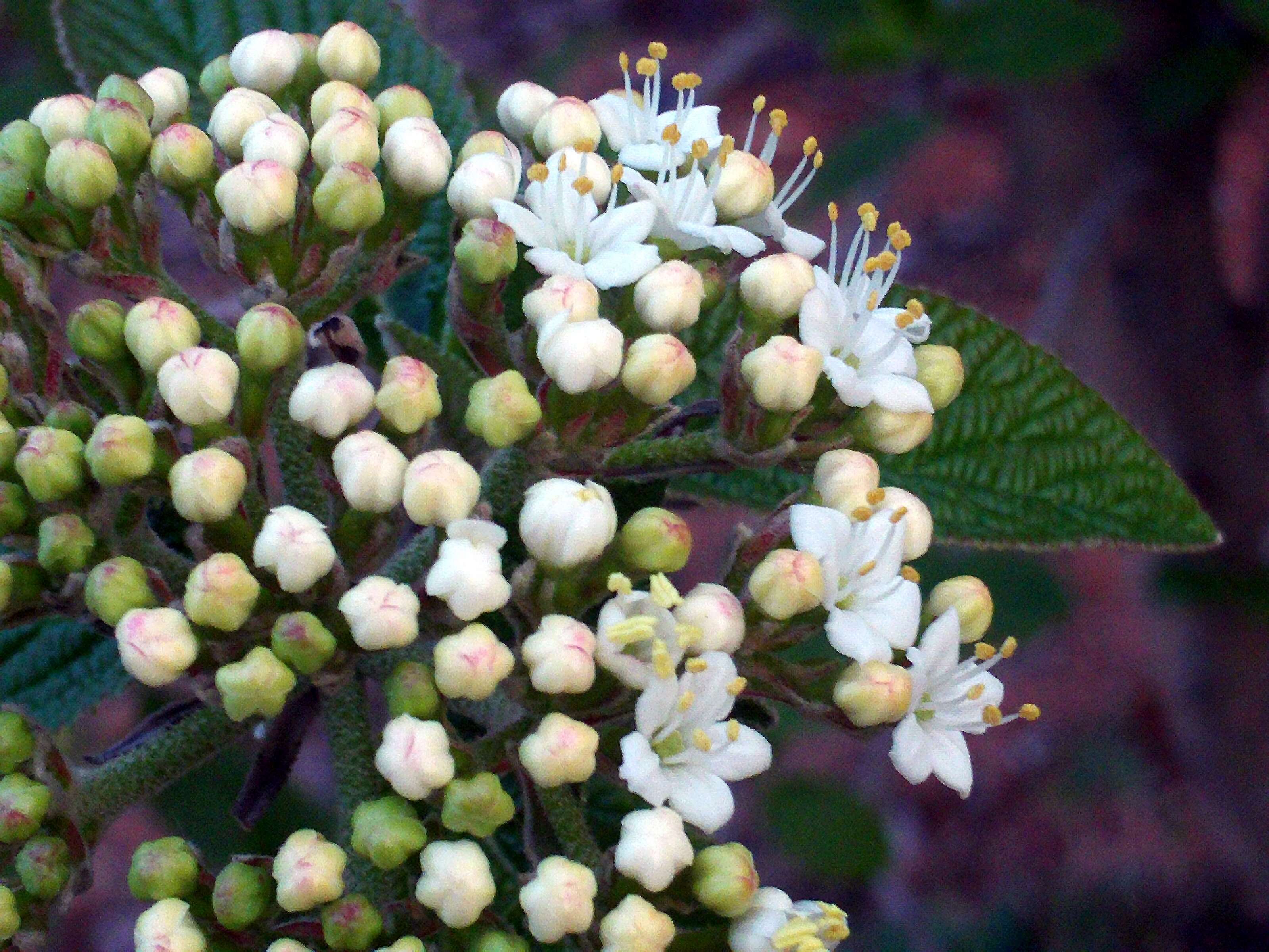 Image of Wayfaring-tree