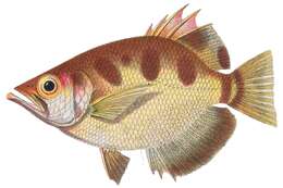 Image of Smallscale Archerfish