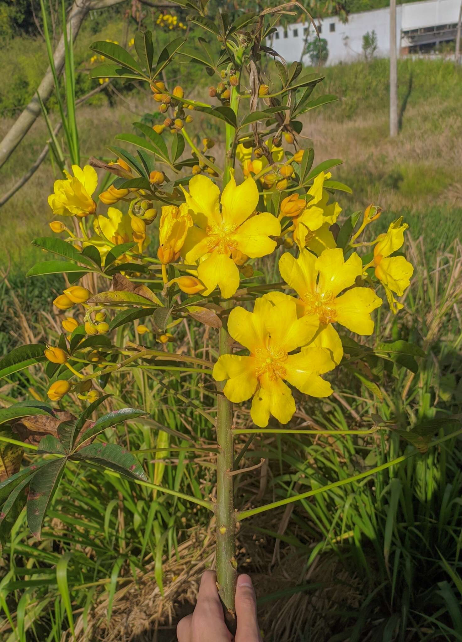 Imagem de Cochlospermum orinocense (Kunth) Steud.