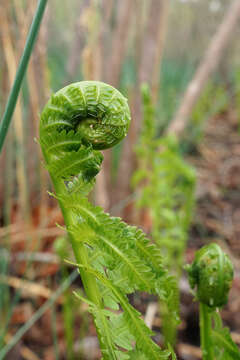 Image of Osmundastrum cinnamomeum Presl