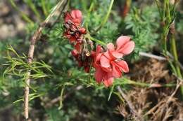 Indigofera digitata Thunb.的圖片