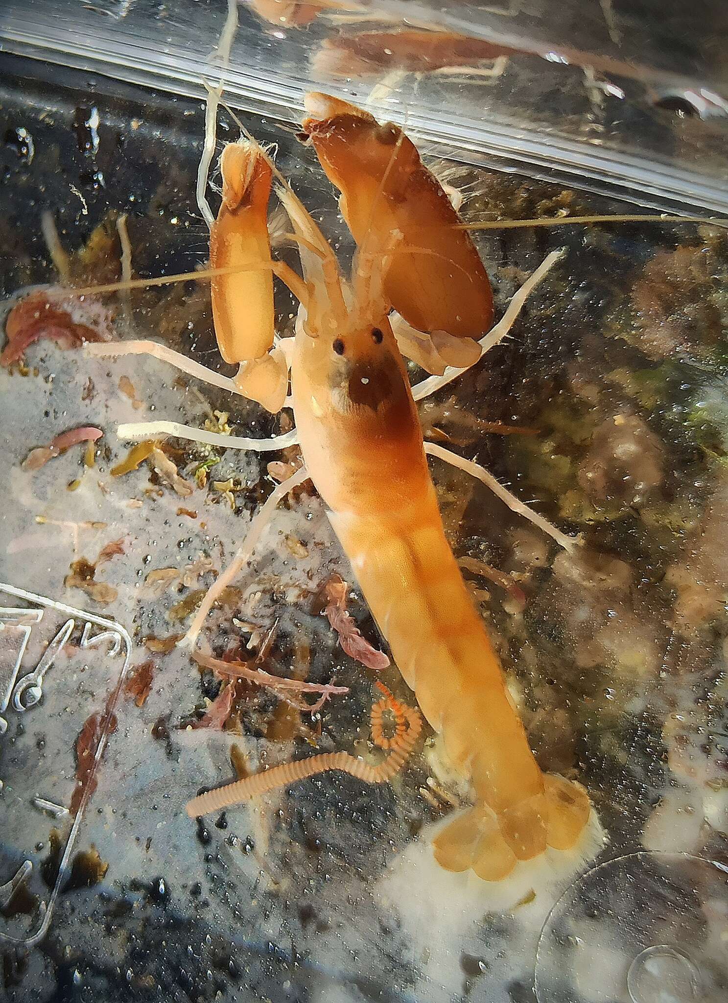 Image of European big-claw snapping prawn