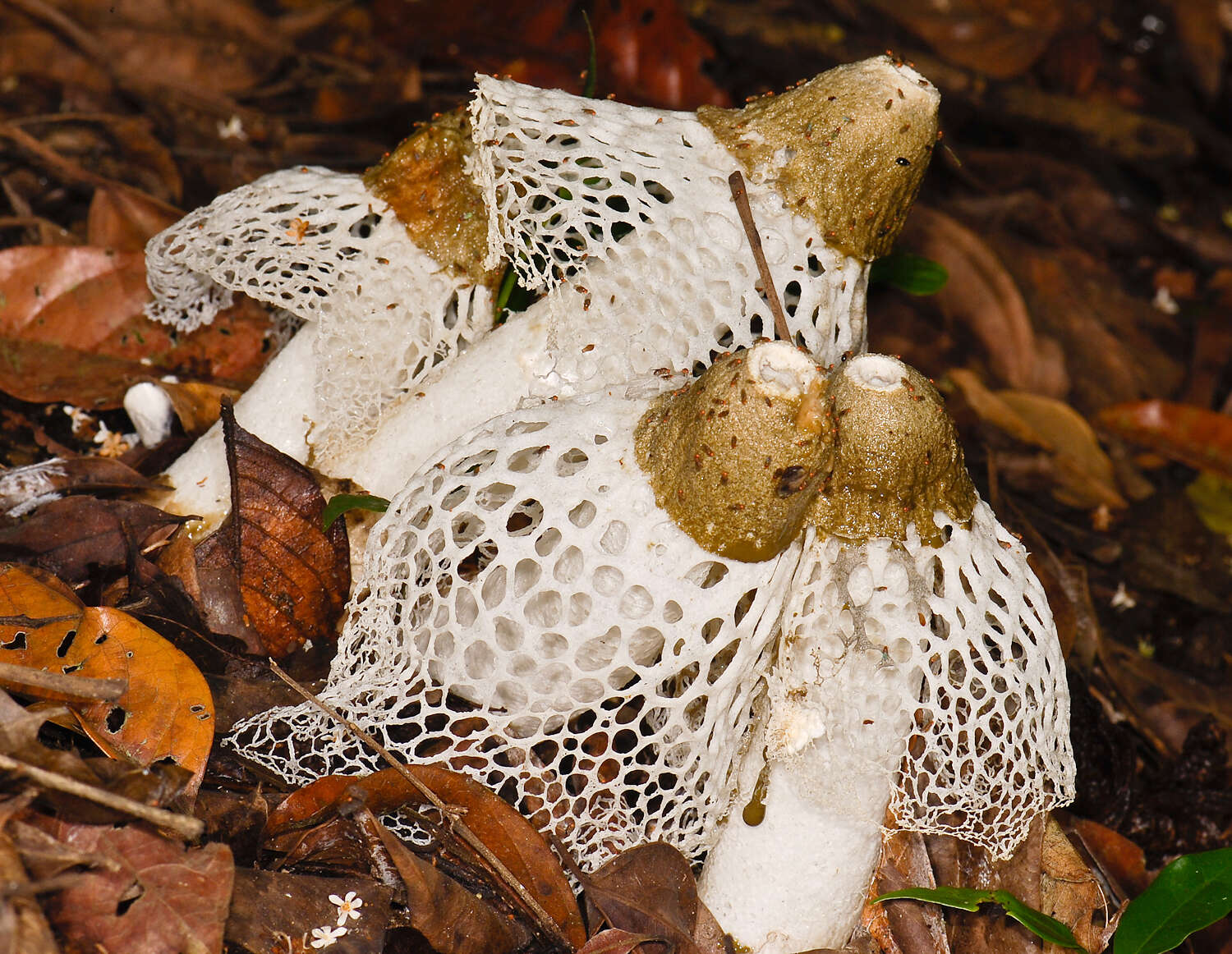 Image of Bridal veil stinkhorn