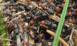 Image of Thatching ant