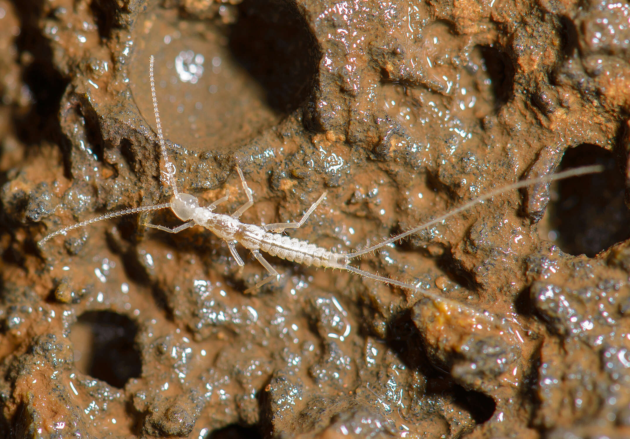 Image of Campodeoidea