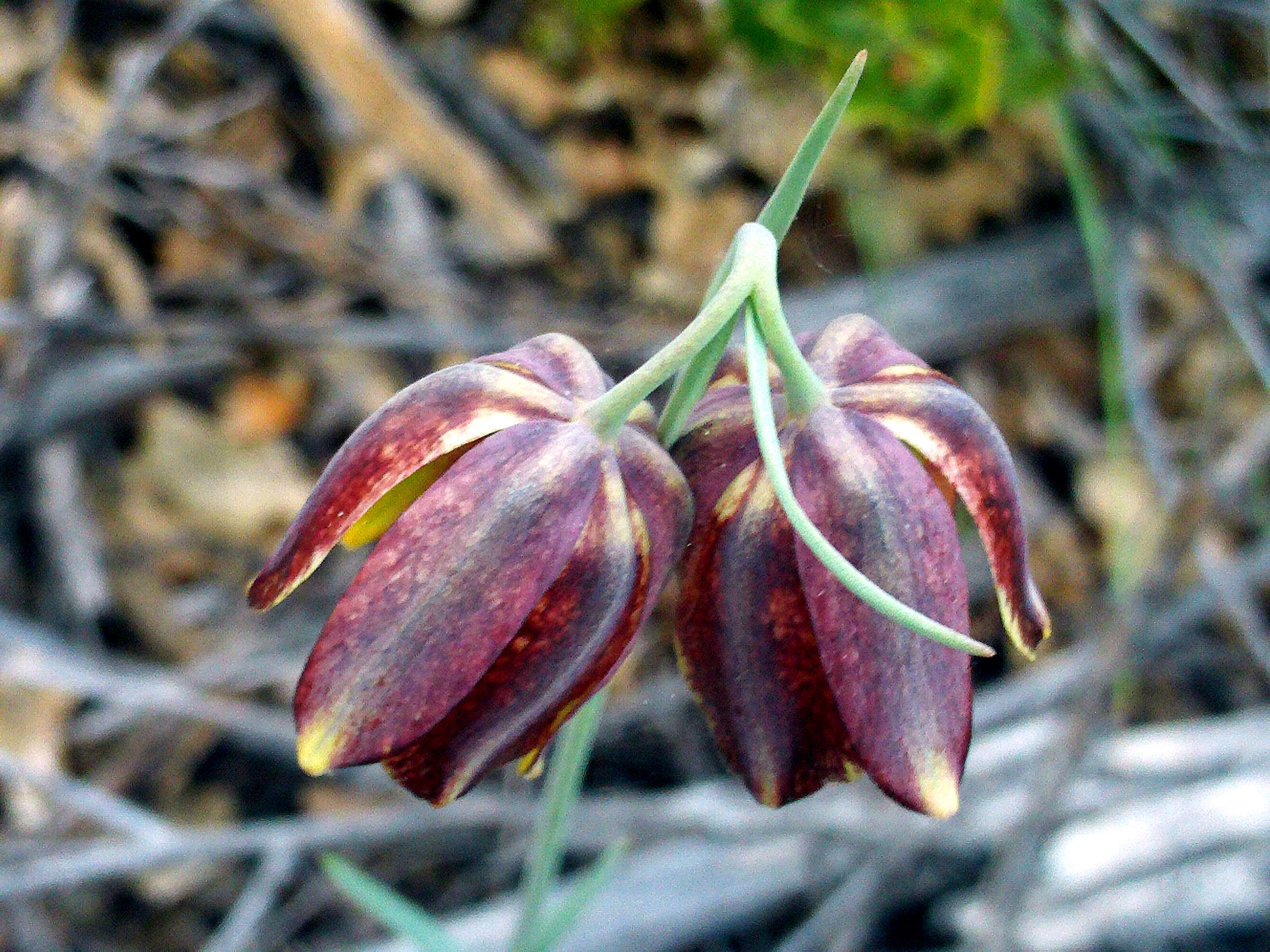 Image of Fritillaria lusitanica Wikstr.