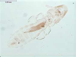 Image of lice
