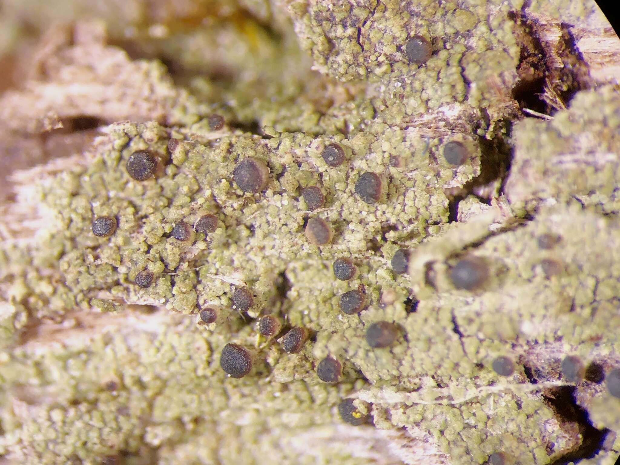 Image of Bilimbia sabuletorum (Schreb.) Arnold