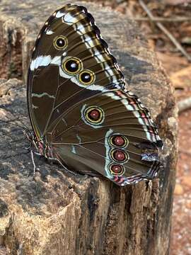 Image of Blue-banded Morpho Butterfly