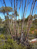 Image of Eucalyptus calycogona subsp. calycogona