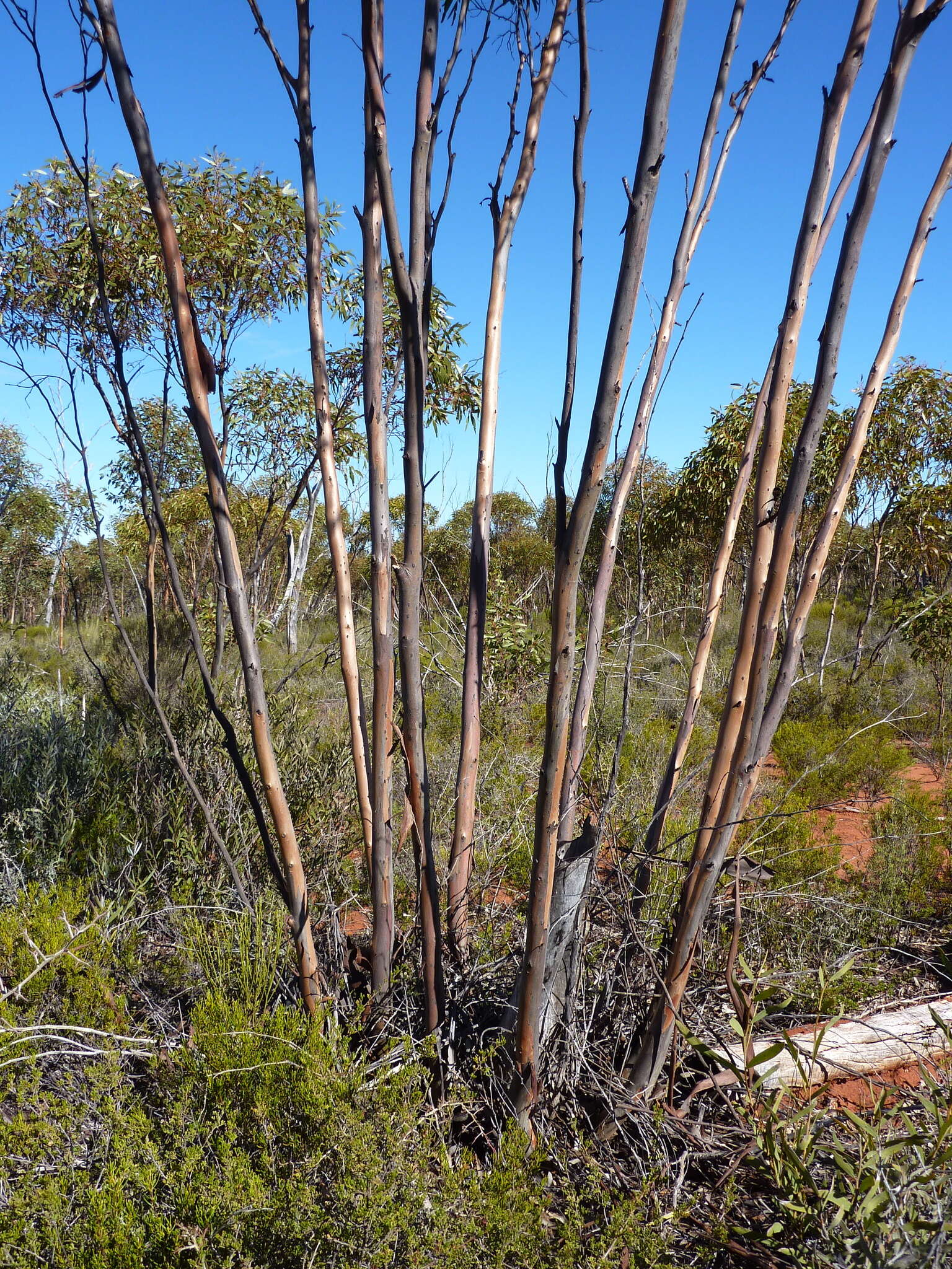 Image of Eucalyptus calycogona subsp. calycogona