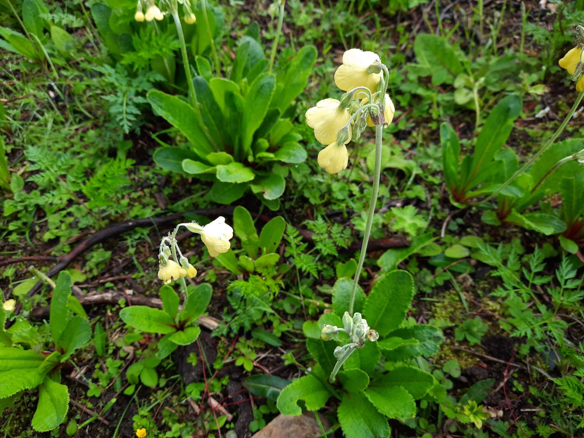 Imagem de Primula sikkimensis Hook.