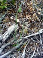 Image of Fritillaria lusitanica Wikstr.