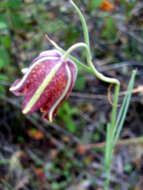 Image of Fritillaria lusitanica Wikstr.