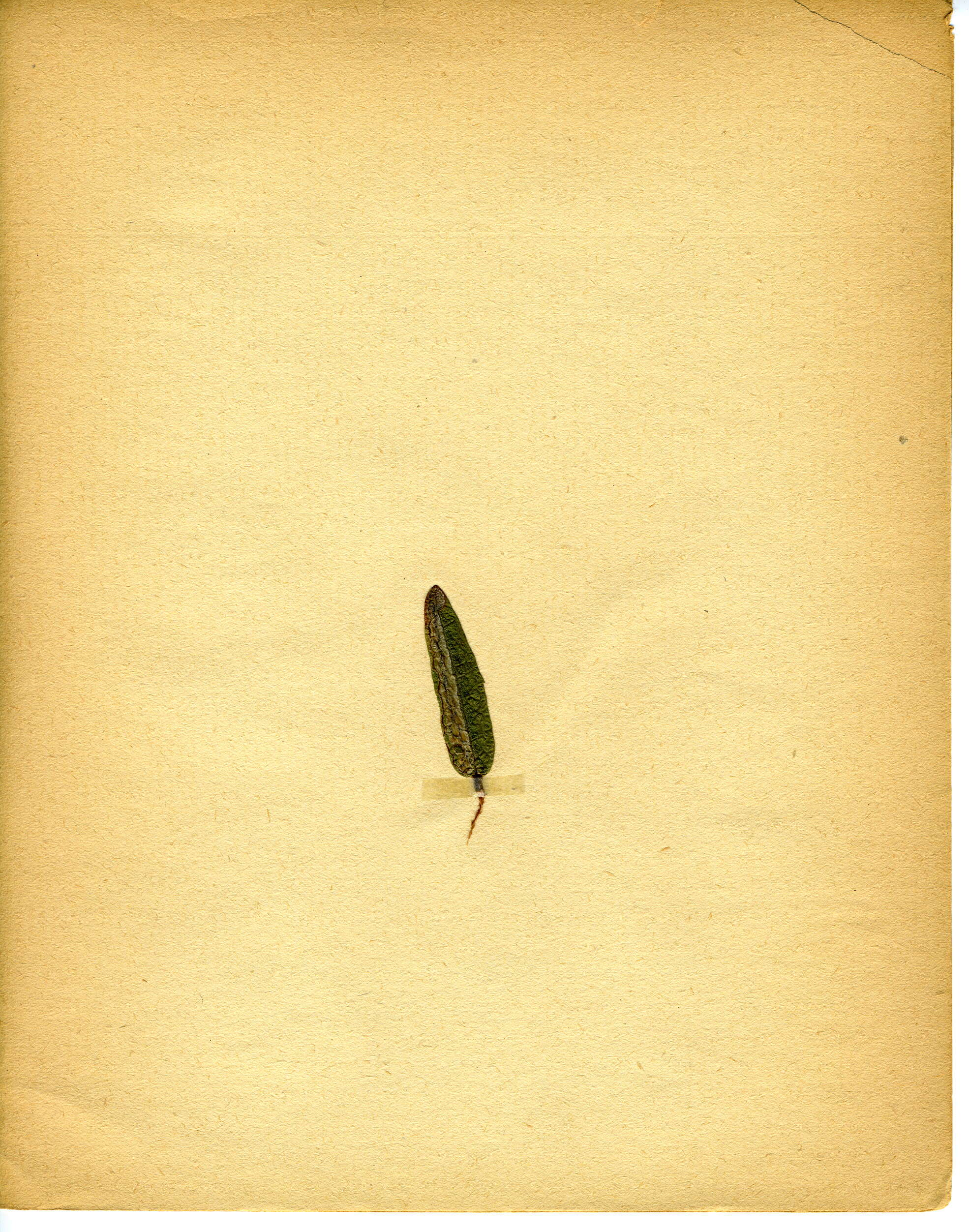 Image of Stigmella lediella (Schleich 1867) Gerasimov 1952
