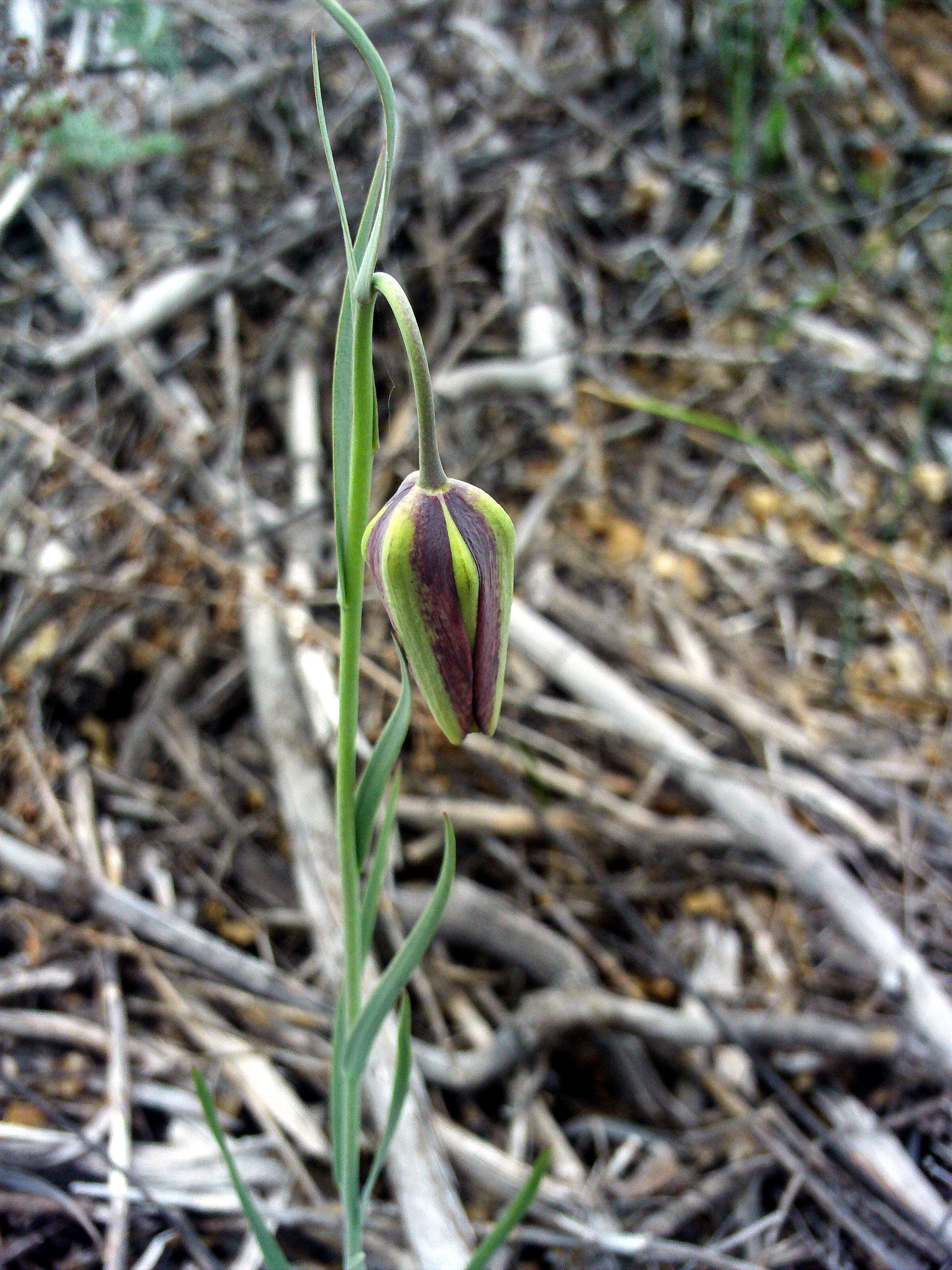 Image of Fritillaria lusitanica Wikstr.