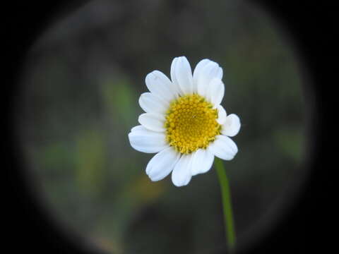 Image of Leucanthemum graminifolium (L.) Lam.