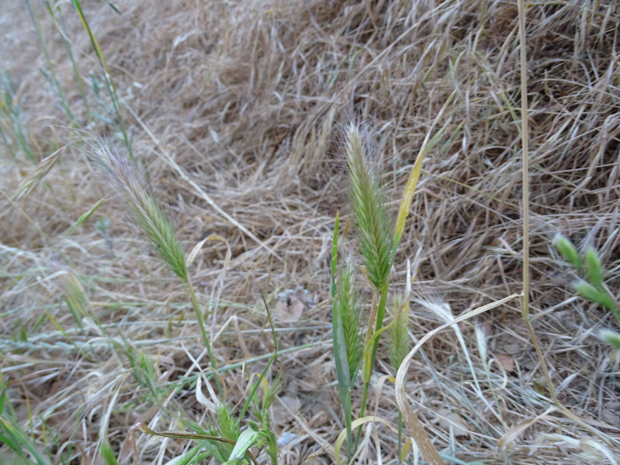 Image of mouse barley